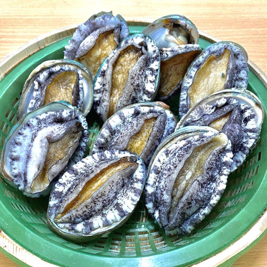 活)蝦夷鮑9~11個(総量約700g) 大あさり8~10個(総量約1.2kg)大満足2種
