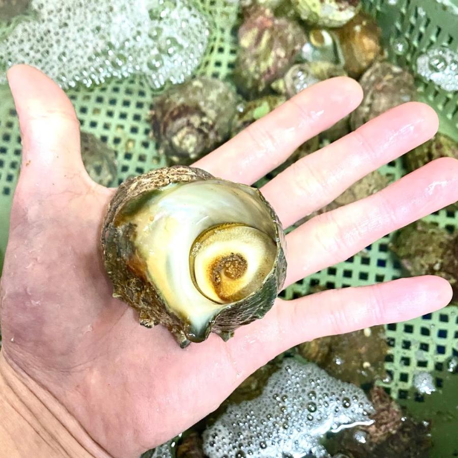 ヒオウギ貝10個 さざえ9 11個 総量約850g 絶品2種の貝セット アッパ貝 日の出貝 サザエ Szeapp0001 パール食品店 通販 Yahoo ショッピング