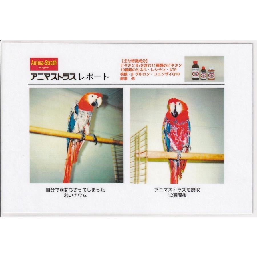 毛引き改善・免疫強化 etc.】Bio-Strath アニマストラス（液体）250ml