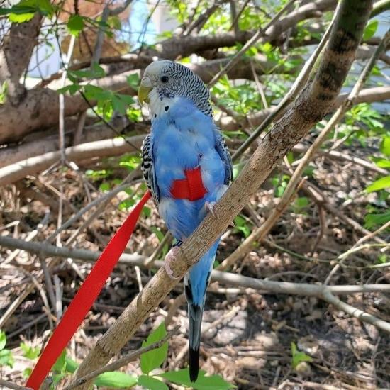 【新版】バードハーネス アヴィエーター（Mini/ミニ）ハーネス＆リーシュ ハーネス 胴輪 セキセイインコ マメルリハ コザクラインコ サザナミインコ 鳥 |  | 05