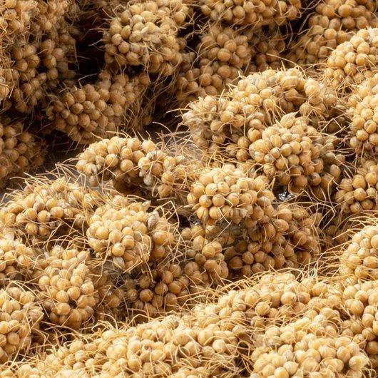 黒瀬ペットフード 【国産 農薬不使用】熊本県産 あわの穂 80g 数量限定