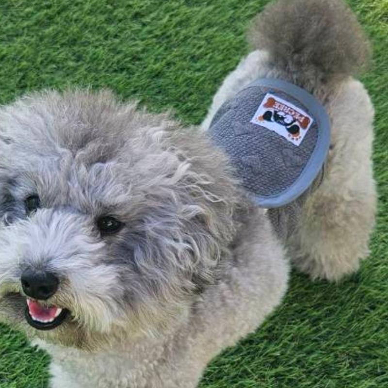 マナーベルト 脱げない 男の子 おしめっ子 やわらか ニット生地 ベーシックカラー マナーウエア マーキング予防 パピー 老犬 介護 ストレスフリー おでかけ |  | 07