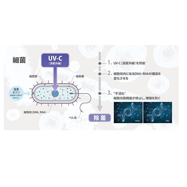 サンカ SANKA UV-C 除菌 空気清浄機 5畳用 SAP-1100 ホワイト 小型 除菌ランプ 脱臭 花粉症 ウイルス対策 ホコリ｜peeweebaby-gulliver｜11