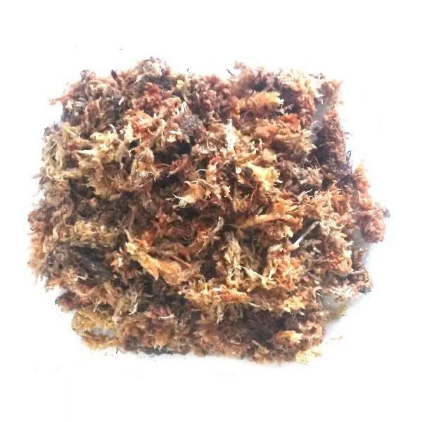 水ゴケ 水苔 チリ産 AA+ 約150g 圧縮品 : PEGマーケット - 通販