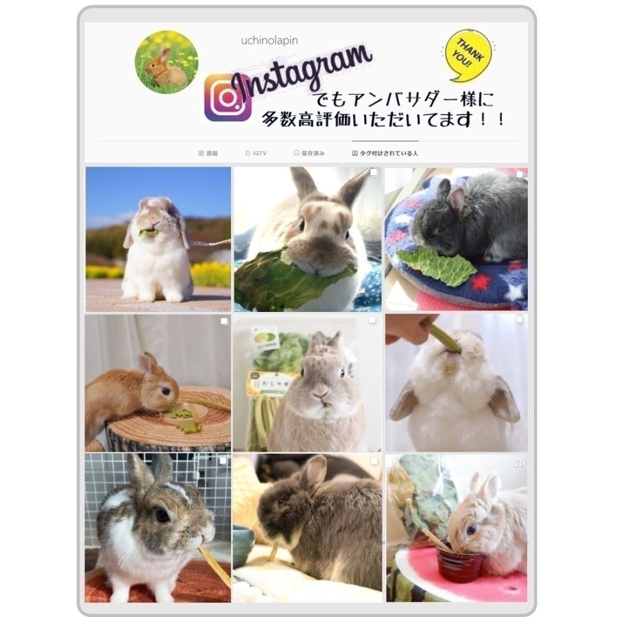 うちのらぱん 国産 ドライ トマト 20g うさぎ 小動物用 おやつ : PEG