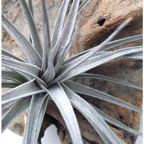 チランジア アエラントス ニグラ S 約8〜10cm エアプランツ エアー