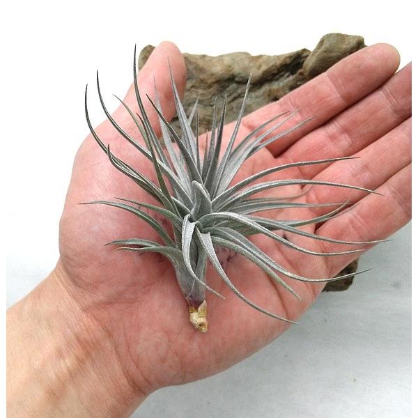 チランジア アエラントス ニグラ ｓ 約8 10ｃｍ エアプランツ エアープランツ Aeranthosnigras Pegマーケット 通販 Yahoo ショッピング