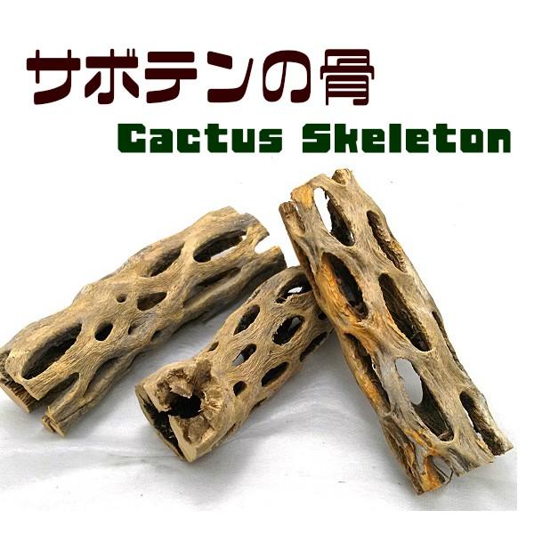 サボテンの骨 1個 カクタススケルトン カクタスボーン サイズ約 長さ