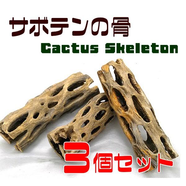 サボテンの骨 3個セット カクタススケルトン カクタスボーン サイズ約