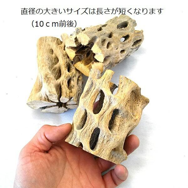 サボテンの骨 3個セット カクタススケルトン カクタスボーン サイズ約 長さ１０〜１７ｃｍ 直径4〜８ｃｍ｜pegmarket｜03