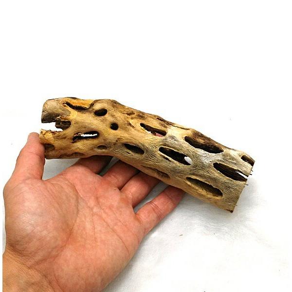 サボテンの骨 1個 カクタススケルトン カクタスボーン サイズ約