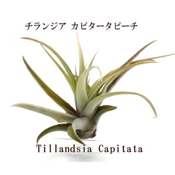 新作通販 チランジア カピタータ ピーチ 約10 15ｃｍ エアプランツ エアープランツ