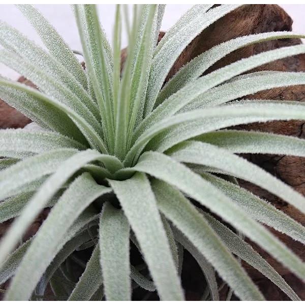 チランジア チャペウエンシス エアプランツ 細葉の美麗白銀種【チランジア・チャペウエンシス】の育て方・飾り方