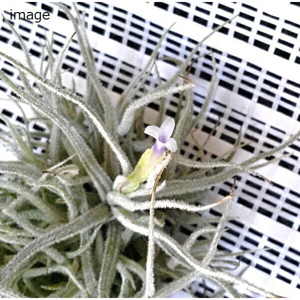バルフシークランプ　 Tillandsia エアープランツ チランジア バルフシークランプ Tillandsia エアープランツ チランジア バルフシー
