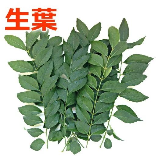 希少 本格派南インドカレー！オーガニック カレーリーフ 希少 無農薬