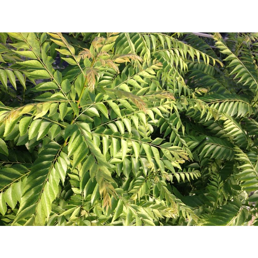 希少 本格派南インドカレー！オーガニック カレーリーフ 希少 本格派南