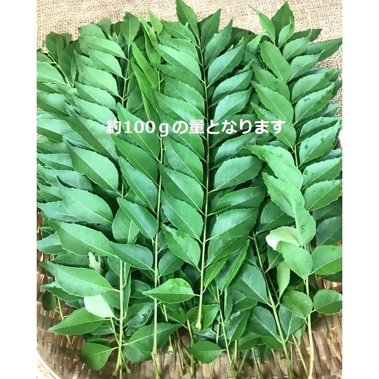 希少 無農薬 国産 生 カレーリーフの葉 生葉 生産者様直送 約