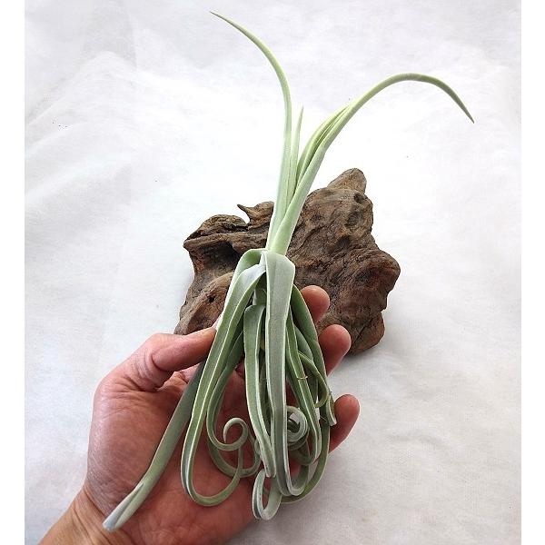 チランジア ドーラティ 15〜20cm前後 エアプランツ エアープランツ