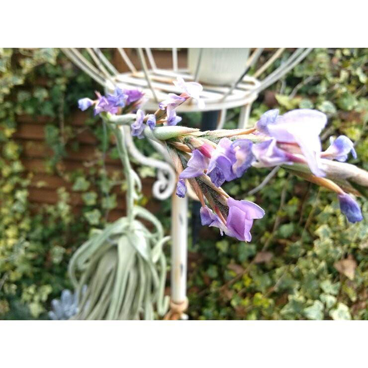 チランジア ドーラティ 15〜20cm前後 エアプランツ エアープランツ