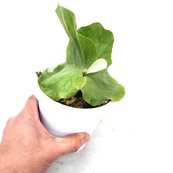 P.angolense【ビカクシダ　アンゴレンセ(エレファントティス)】 Amazon.co.jp: 希少・ ビカクシダ アンゴレンセ（エレファントティス