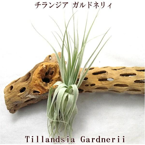 本命ギフト チランジア ガルドネリィ １0 １2ｃｍ前後 エアプランツ エアープランツ