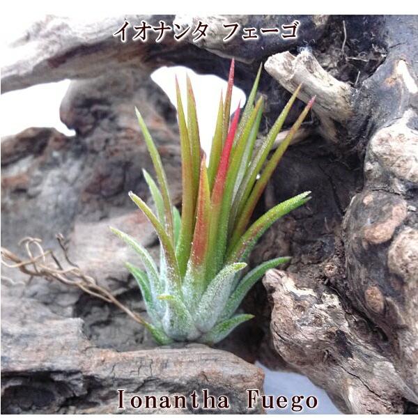 ディスカウント チランジア イオナンタ フェーゴ サイズ約4 6ｃｍフェゴ エアプランツ エアープランツ