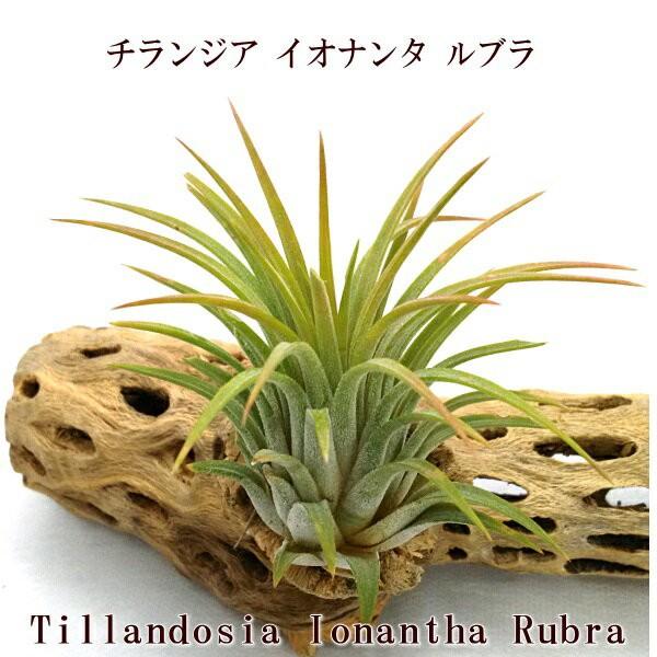 チランジア イオナンタ ルブラ 約6 8ｃｍ エアプランツ エアープランツ 独特な店