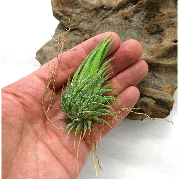 チランジア イオナンタ ピーナッツ L 約6〜7cm エアプランツ エアー