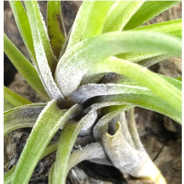 チランジア ネグレクタ スモールフォーム 約4〜6cm エアプランツ