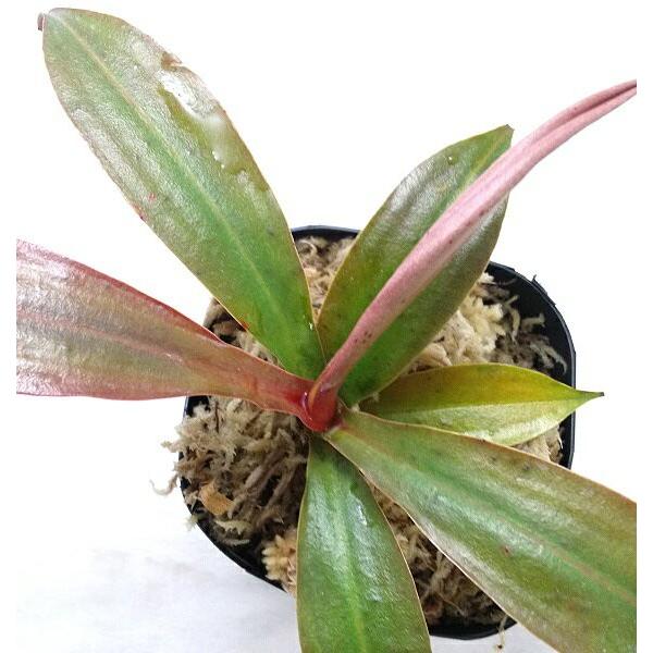 食虫植物 ネペンテススキ 3号ポット苗 ハイブリッド苗（ラフレシアх