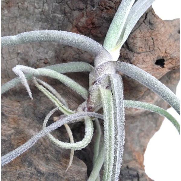 チランジア ストレプトカルパ 約15cm エアプランツ エアープランツ