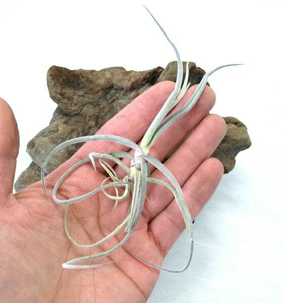 チランジア ストレプトカルパ 約15cm エアプランツ エアープランツ