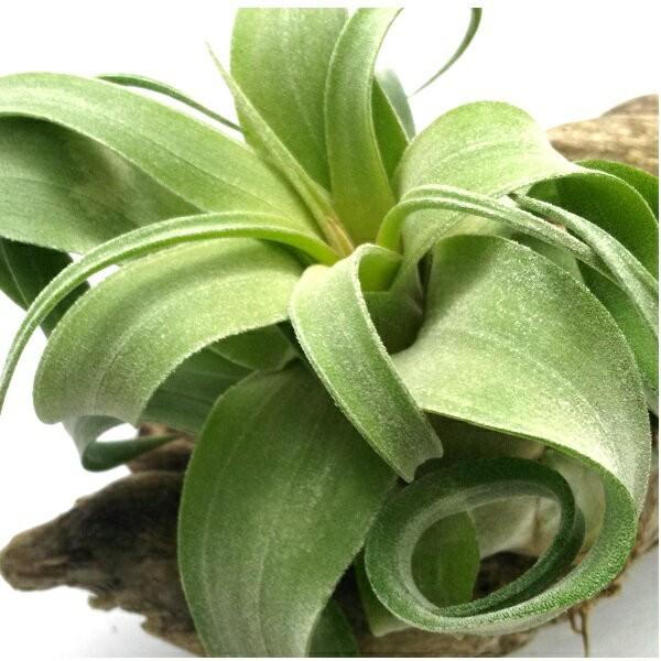 チランジア ストレプトフィラ R 約8 10ｃｍ エアプランツ エアープランツ Streptophyllar Pegマーケット 通販 Yahoo ショッピング