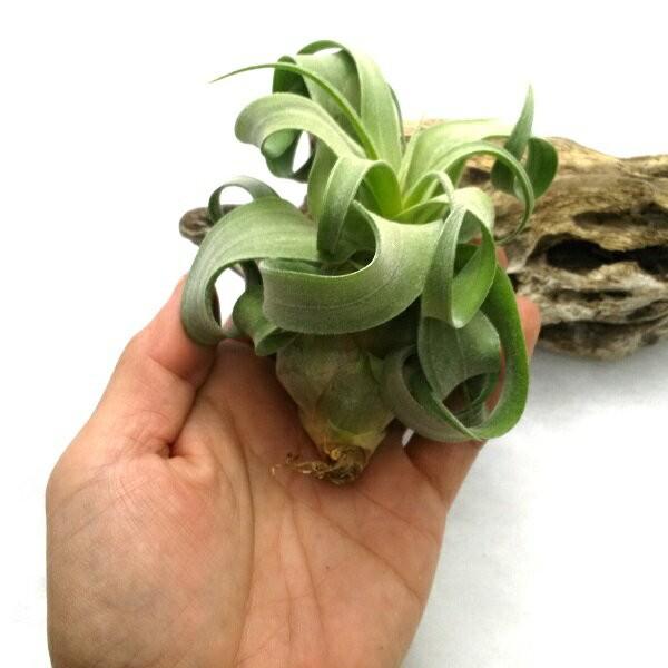 チランジア ストレプトフィラ R 約8 10ｃｍ エアプランツ エアープランツ Streptophyllar Pegマーケット 通販 Yahoo ショッピング