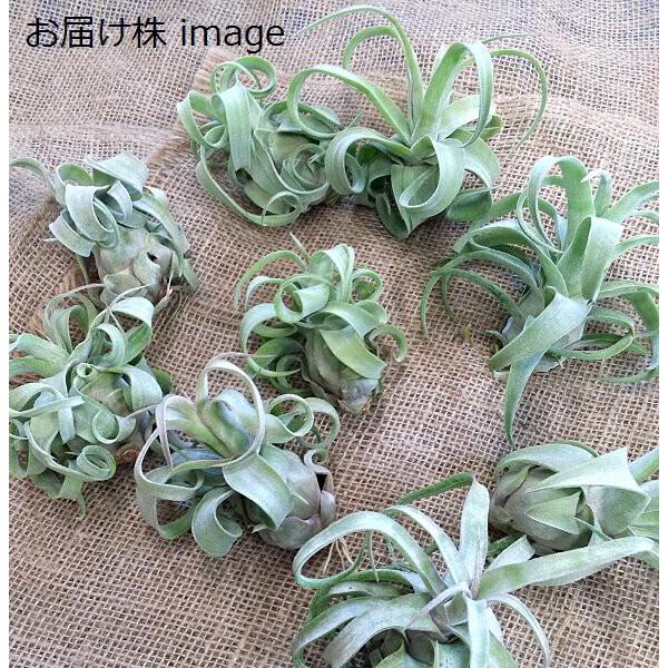 チランジア ストレプトフィラ R 約8 10ｃｍ エアプランツ エアープランツ Streptophyllar Pegマーケット 通販 Yahoo ショッピング