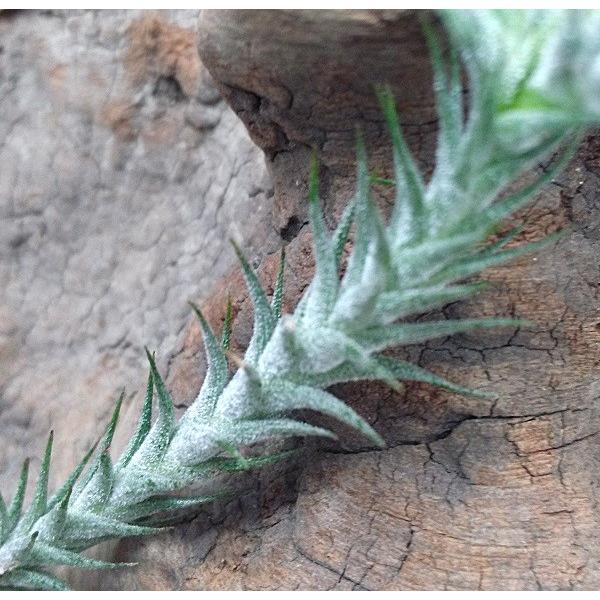 (激レア)チランジア　トリコレピス　クローズドフォーム　タイ便 激レア)チランジア トリコレピス クローズドフォーム タイ便