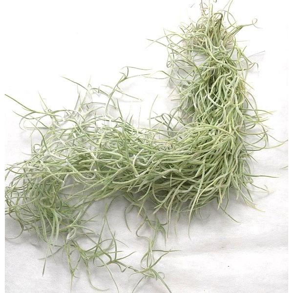 驚きの値段 ウスネオイデス サイズ約30 40ｃｍ エアプランツ エアープランツ チランジア