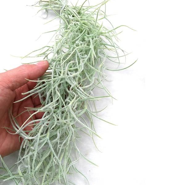 ウスネオイデス 太葉タイプ サイズ約30 50ｃｍ エアプランツ エアープランツ チランジア Usneoidess Pegマーケット 通販 Yahoo ショッピング