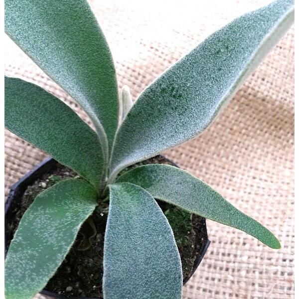 ビーチー ビカクシダ コウモリラン ヴィーチー 3号ポット全長10 15ｃｍ前後 Veitchii Pegマーケット 通販 Yahoo ショッピング