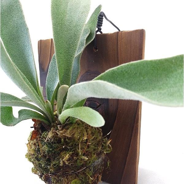 希少 ビカクシダ ヴィーチー焼杉板 壁掛けタイプ 全長１５ ２０ｃｍ前後 コウモリラン ビーチー Veitchiiy Pegマーケット 通販 Yahoo ショッピング