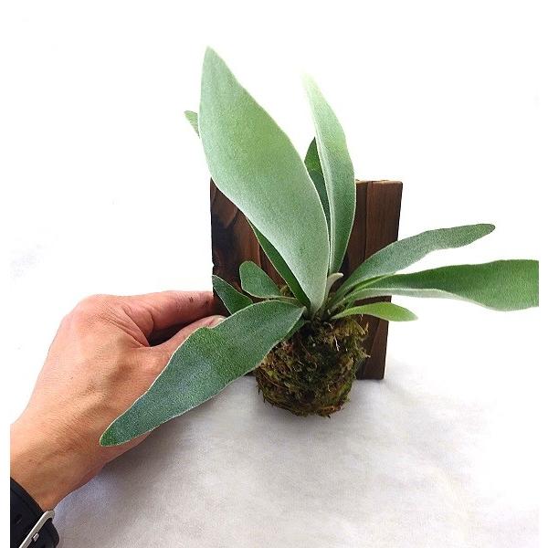 希少 ビカクシダ ヴィーチー焼杉板 壁掛けタイプ 全長１５ ２０ｃｍ前後 コウモリラン ビーチー Veitchiiy Pegマーケット 通販 Yahoo ショッピング