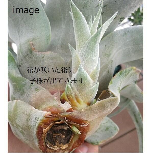 キセログラフィカ L サイズ 約18〜20cm前後 エアプランツ