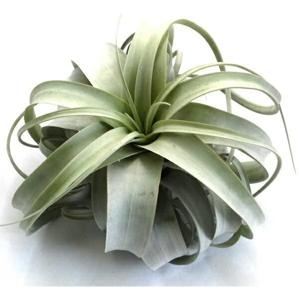 キセログラフィカ M サイズ約15cm エアプランツ エアープランツ