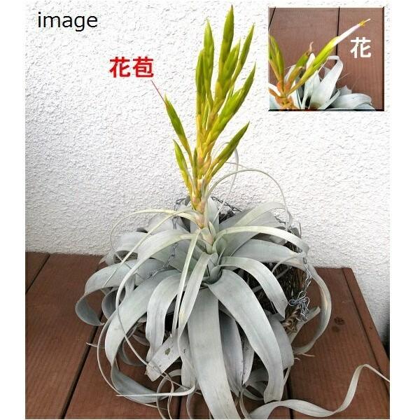 キセログラフィカ S サイズ約12〜14cm エアプランツ エアー キセログラフィカ S サイズ約12〜14cm エアプランツ エアー