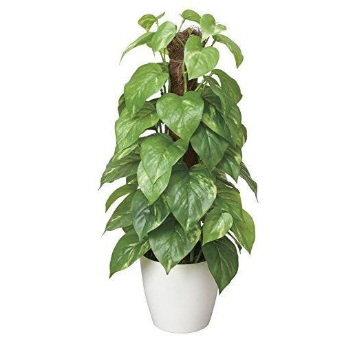 保障できる 光触媒 人工観葉植物 光の楽園 フレッシュポールポトス 3a50 海外輸入 Www Technet 21 Org