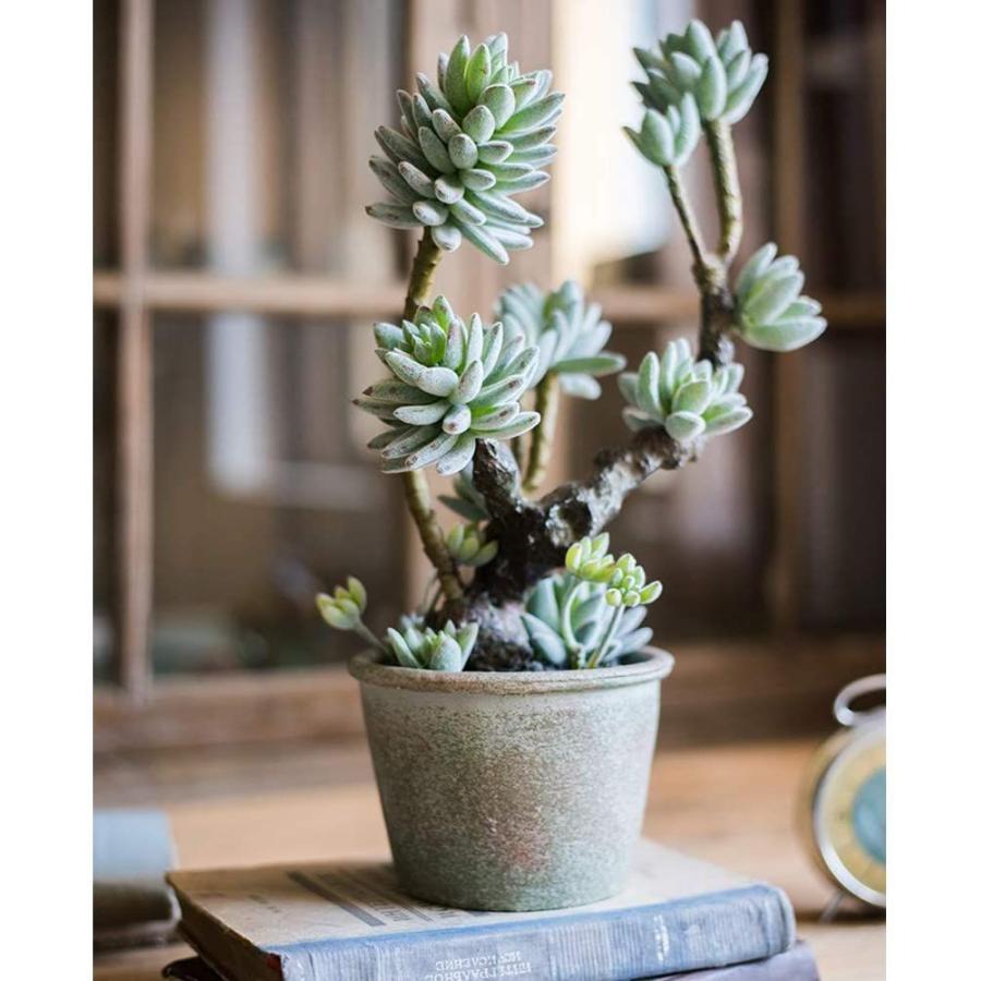 最安値に挑戦 Energypower フェイクグリーン セダム盆栽 人工多肉植物 水やり不要 光触媒防臭抗菌 本物そっくりの枯れないイミテーショングリ 送料無料 Terrarioskarungen Cl