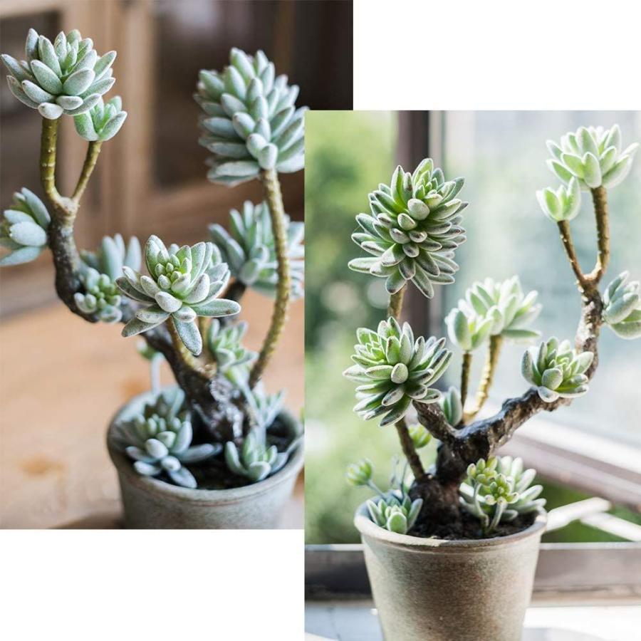 最安値に挑戦 Energypower フェイクグリーン セダム盆栽 人工多肉植物 水やり不要 光触媒防臭抗菌 本物そっくりの枯れないイミテーショングリ 送料無料 Terrarioskarungen Cl