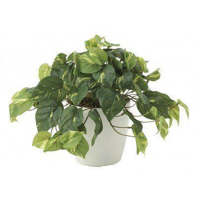 現金特価 光触媒 人工観葉植物 光の楽園 フレッシュポトス 641a50 再再販 Technet 21 Org