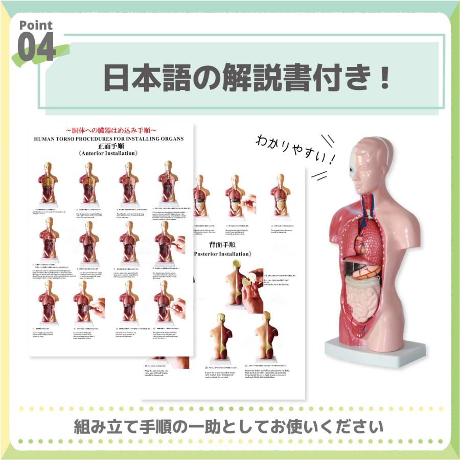 人体模型 おもちゃ 解剖 骨格模型 骨格標本 【日本語説明書も付属