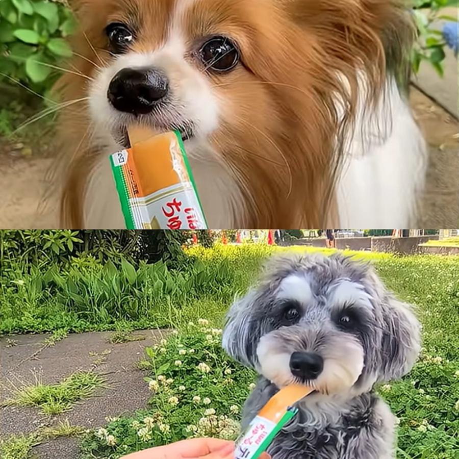 【(15g×36本)×8袋】いなば ちゅ〜るテリーヌ お肉・チーズバラエティ (犬・ドッグ) | いなばペットフード | 07